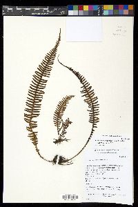 Ascogrammitis angustipes image