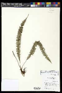 Ascogrammitis angustipes image