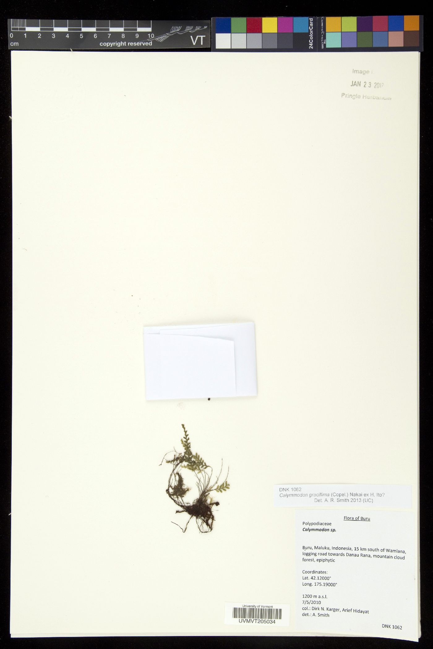 Calymmodon cucullatus image