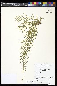 Ceradenia fucoides image