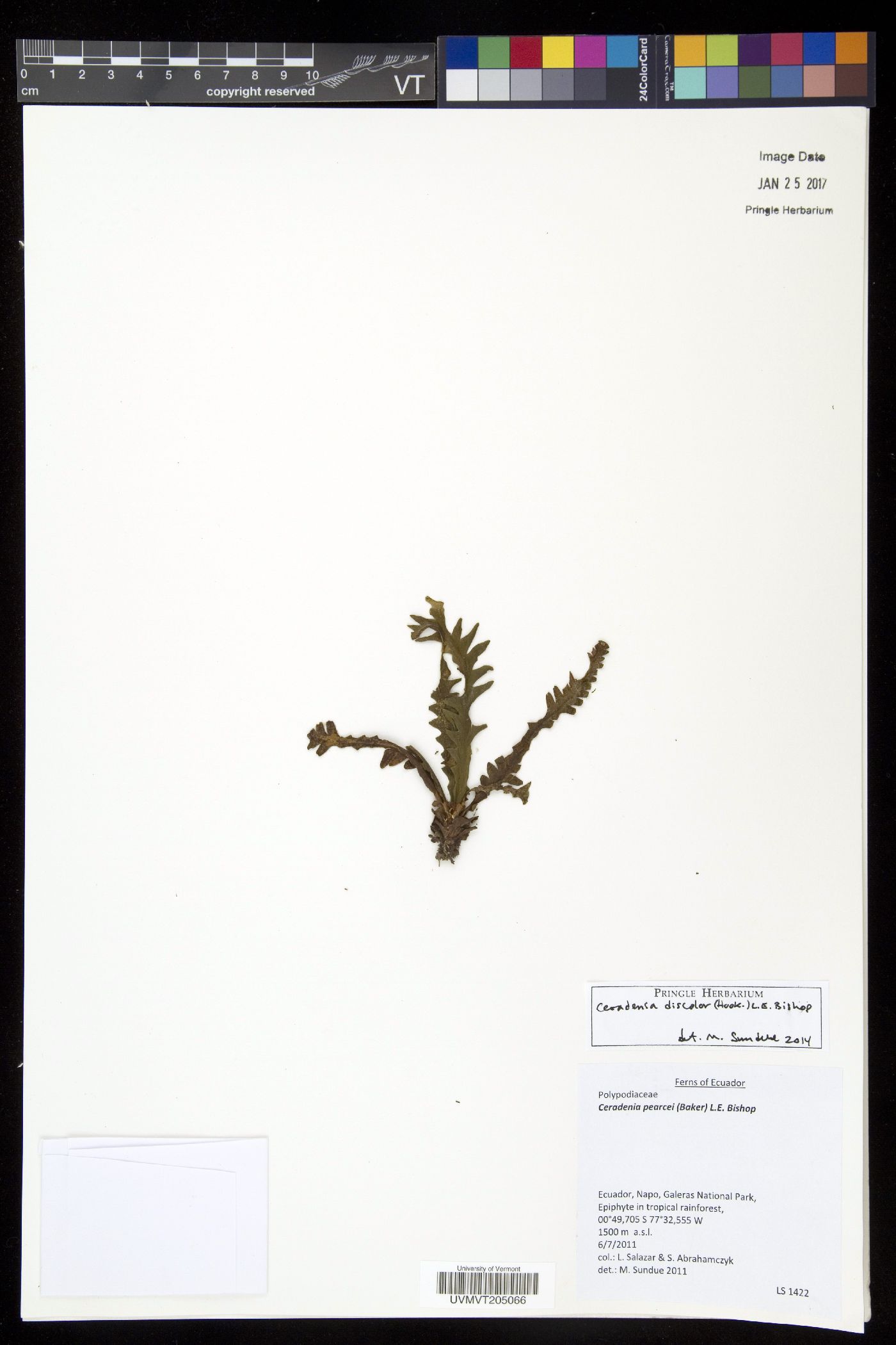 Ceradenia discolor image
