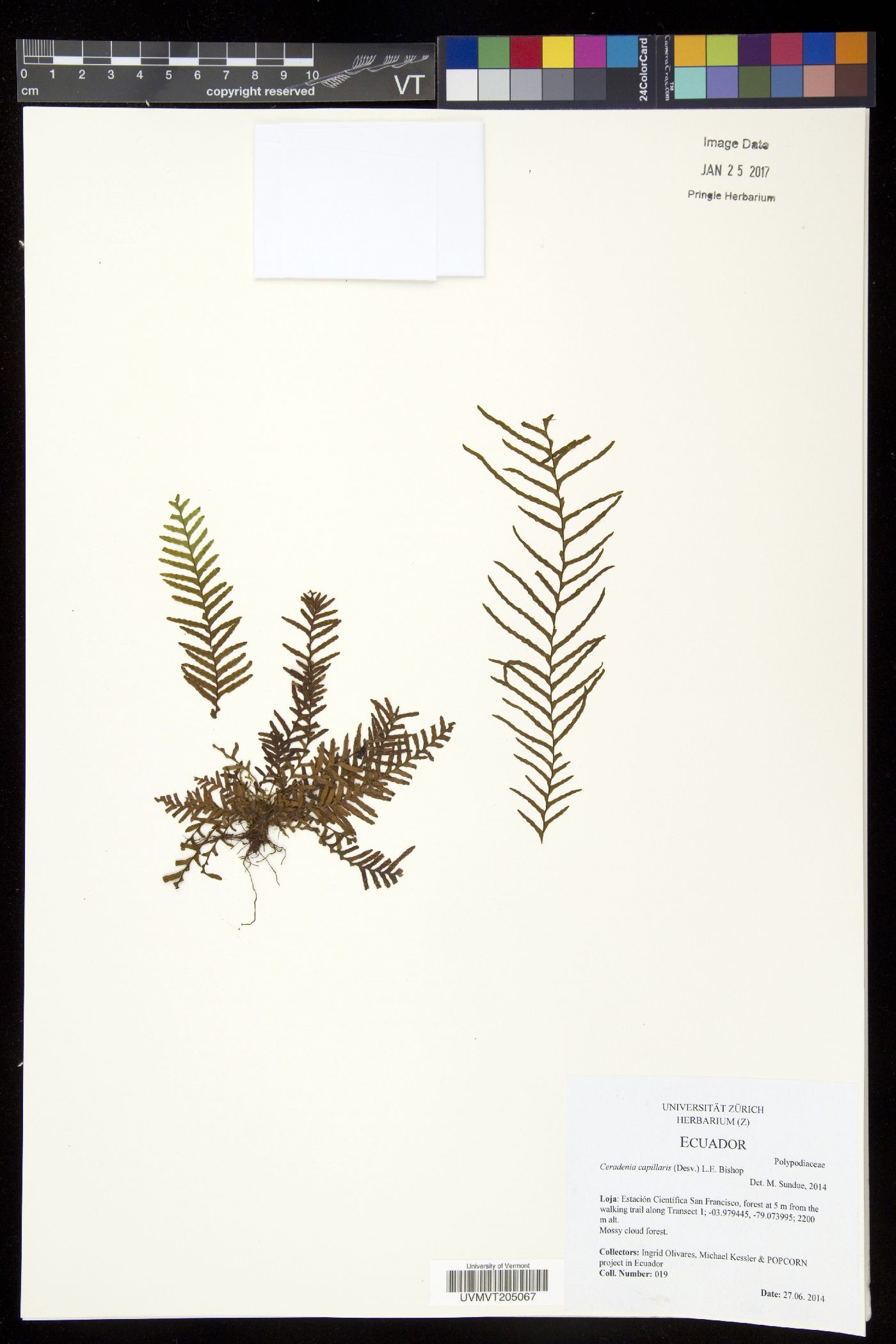 Ceradenia capillaris image