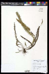 Ceradenia albidula image