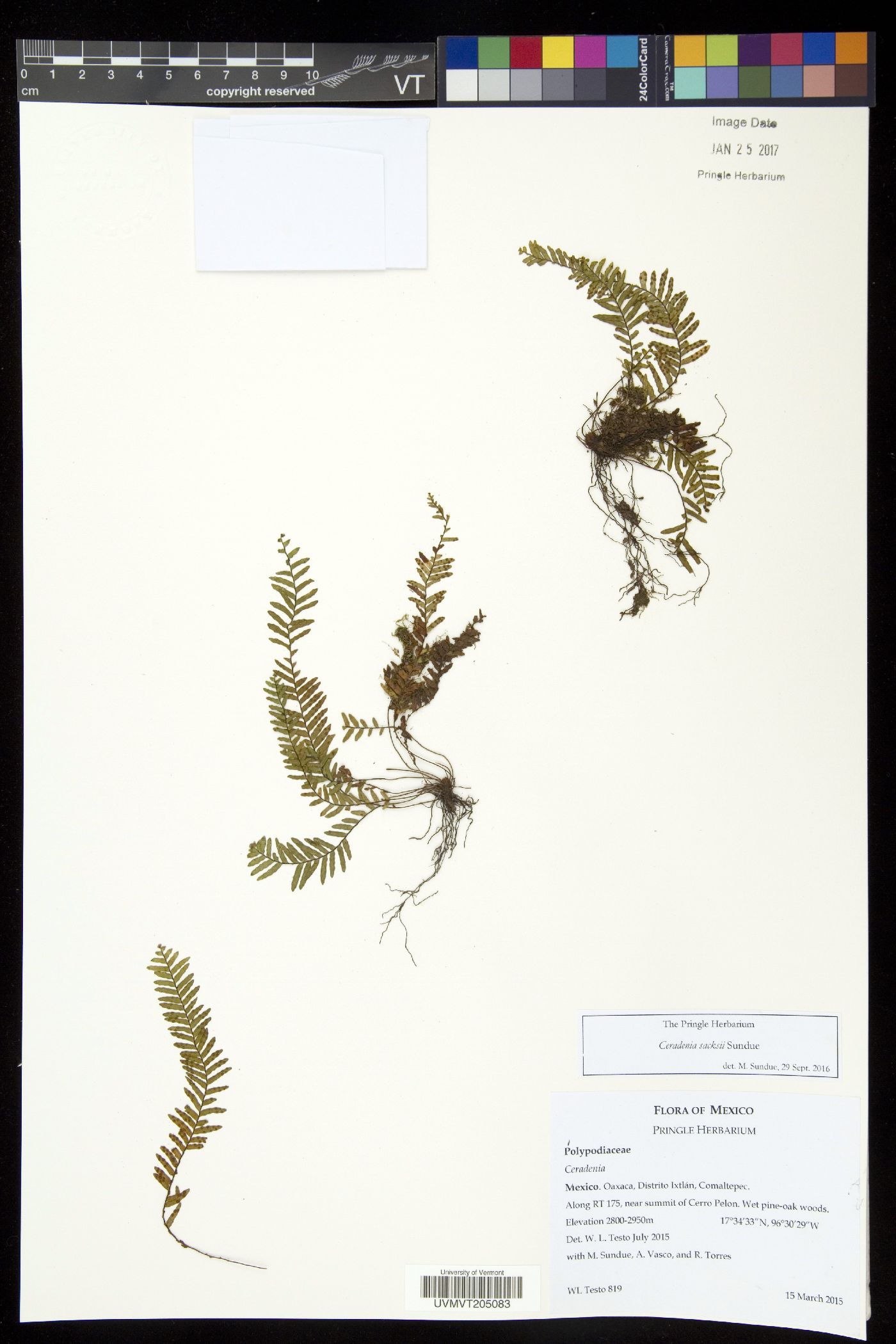 Ceradenia sacksii image