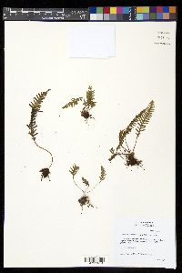 Ceradenia oidiophora image