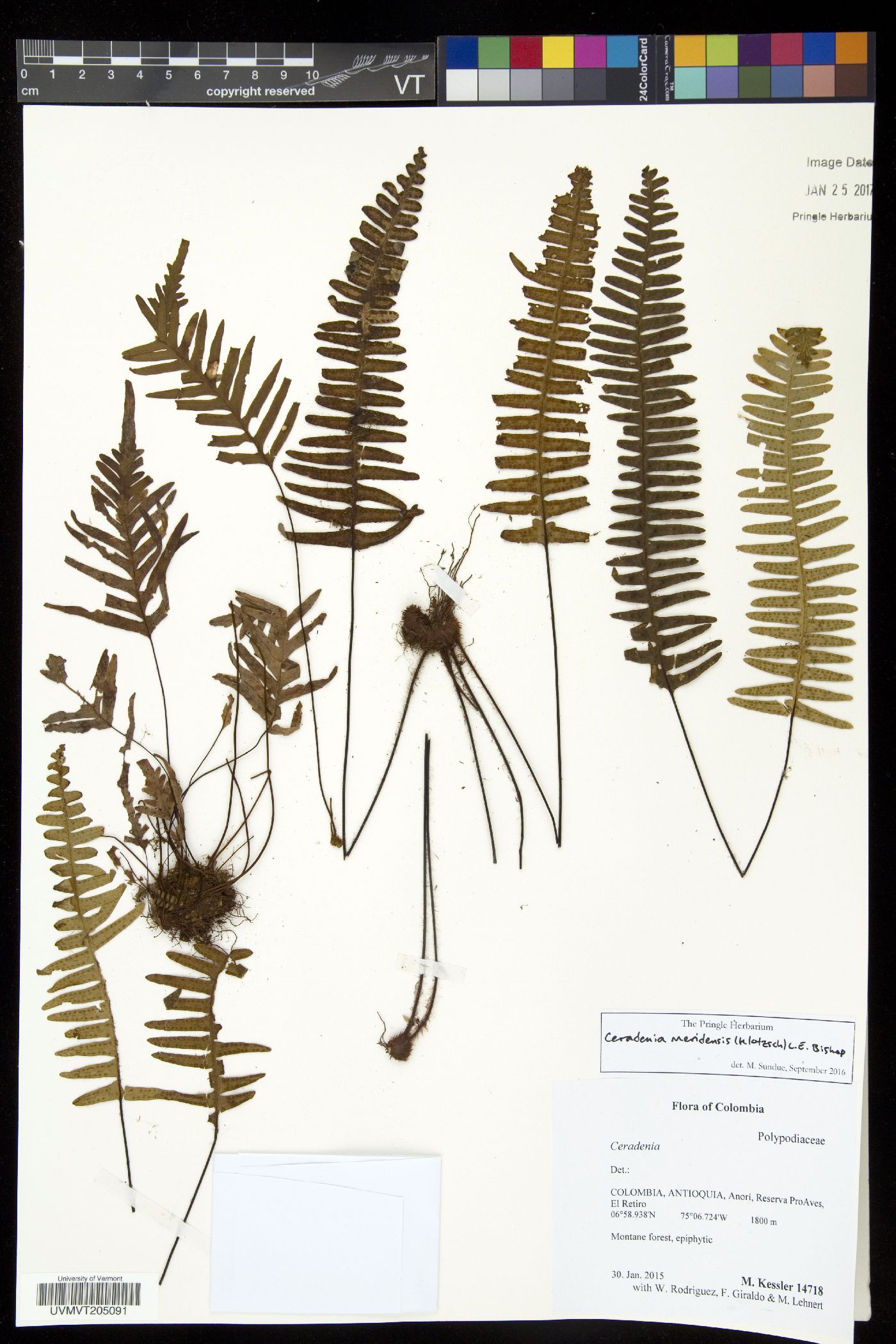 Ceradenia meridensis image