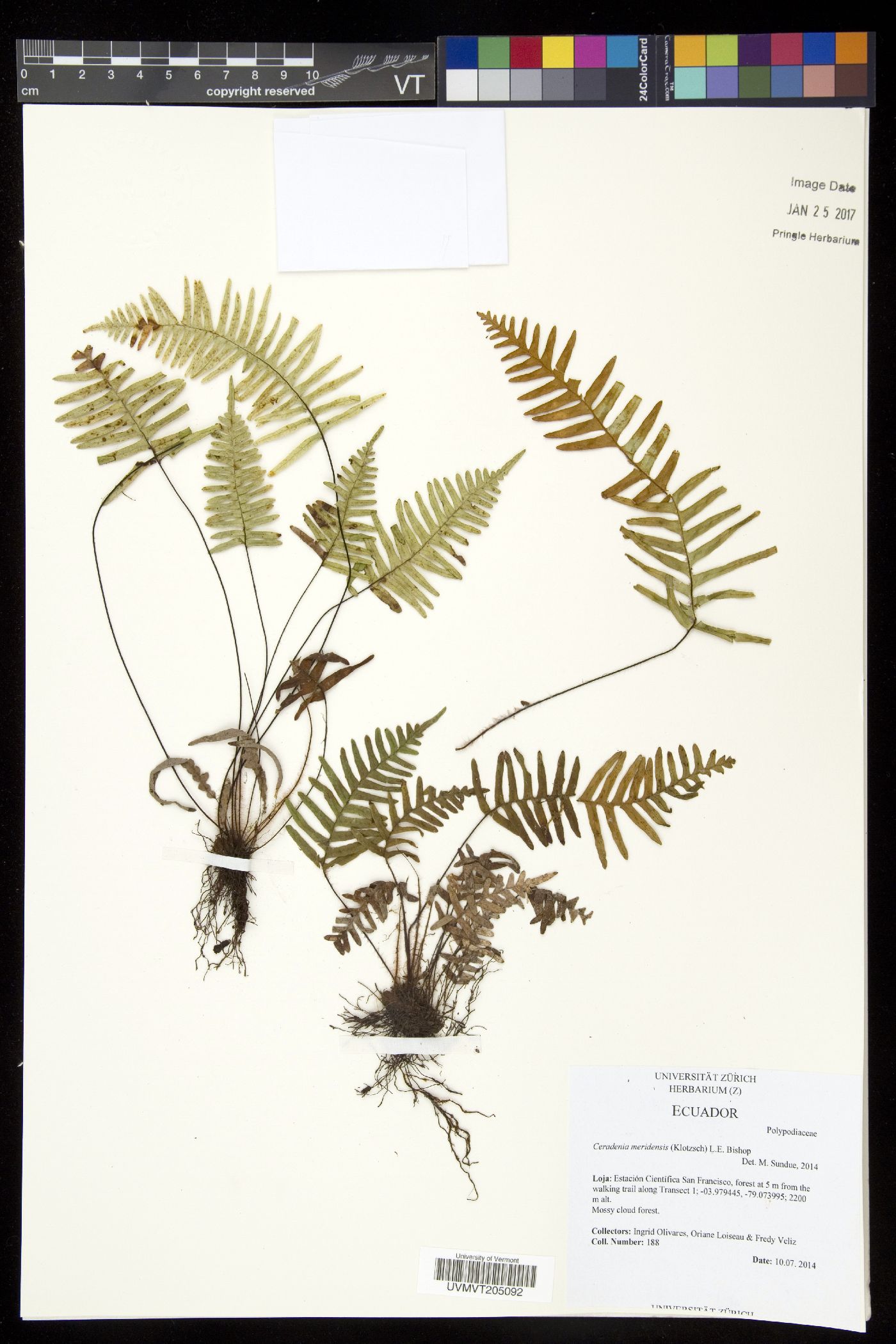 Ceradenia meridensis image