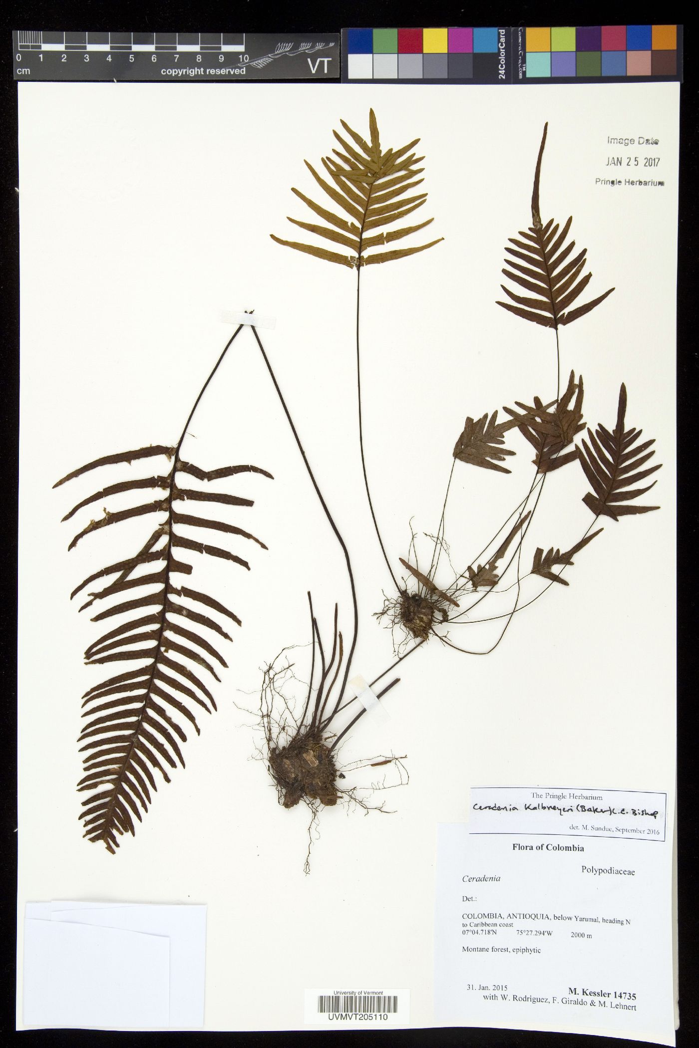 Ceradenia kalbreyeri image