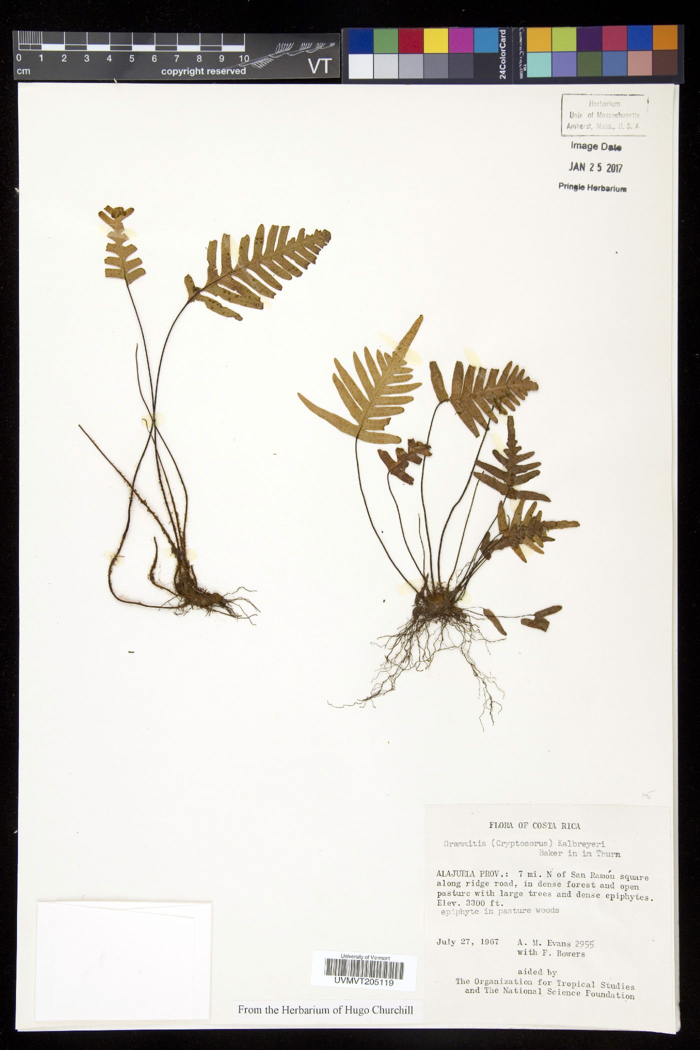 Ceradenia kalbreyeri image