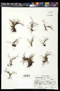 Cochlidium serrulatum image