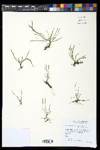 Cochlidium serrulatum image
