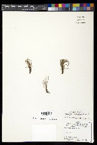 Cochlidium serrulatum image