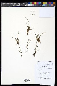 Cochlidium serrulatum image