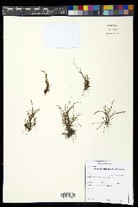 Cochlidium serrulatum image