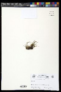 Cochlidium serrulatum image
