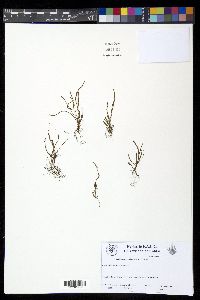 Cochlidium serrulatum image