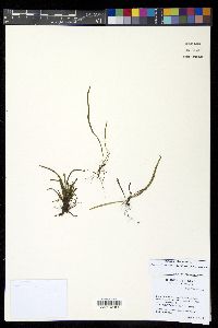 Cochlidium rostratum image