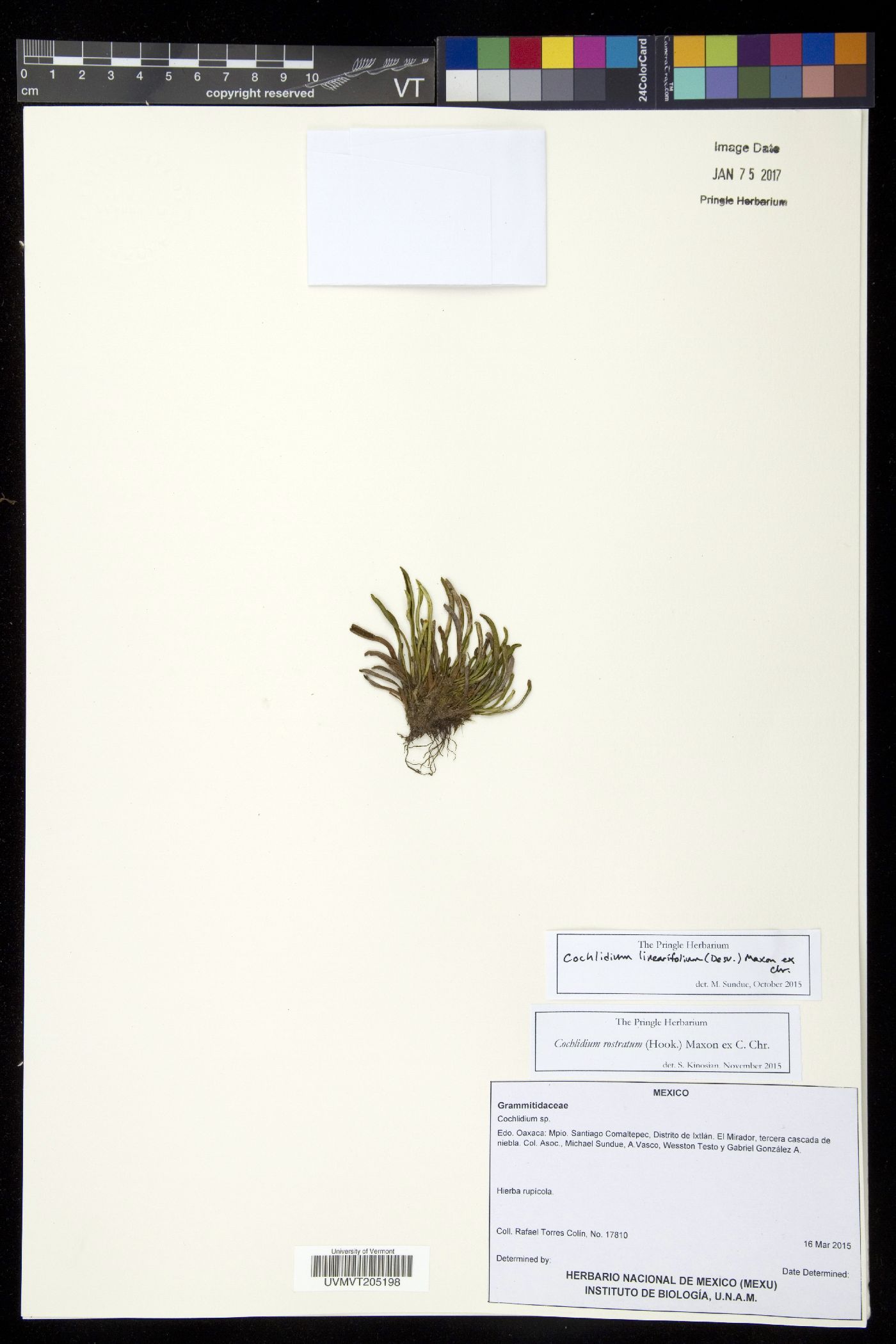 Cochlidium linearifolium image