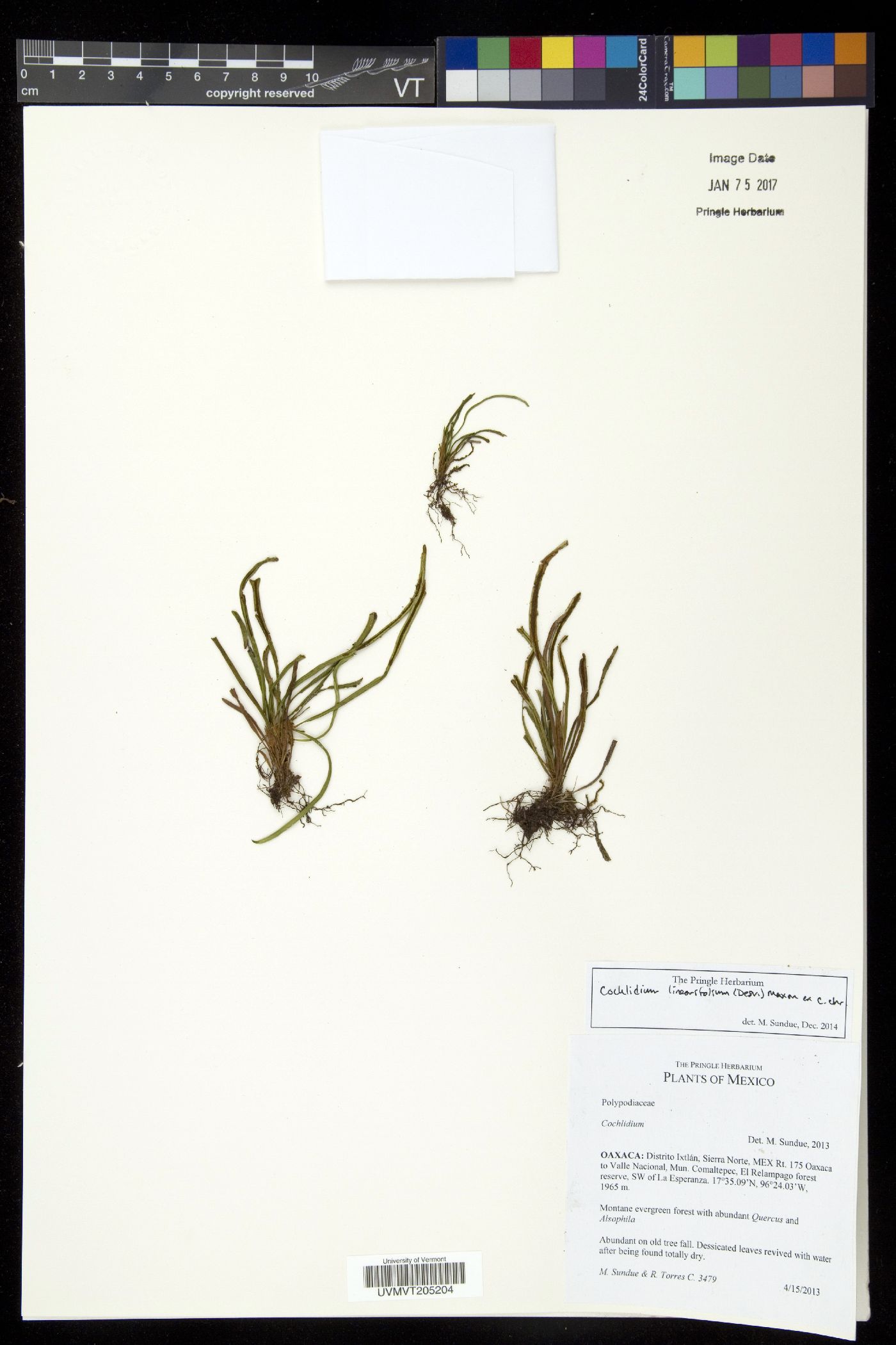 Cochlidium linearifolium image