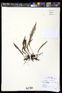 Ctenopterella denticulata image