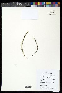 Ctenopterella denticulata image