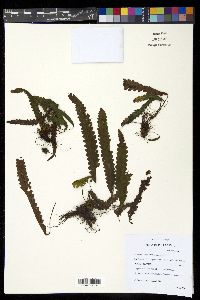 Enterosora trifurcata image