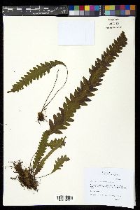 Enterosora trifurcata image