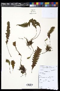 Enterosora trifurcata image