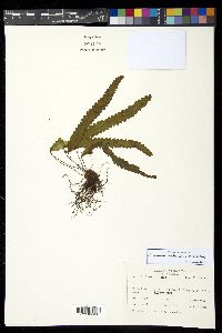 Enterosora trifurcata image