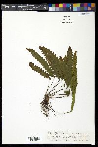 Enterosora trifurcata image