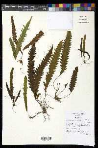 Enterosora trifurcata image