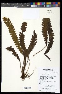 Enterosora trifurcata image