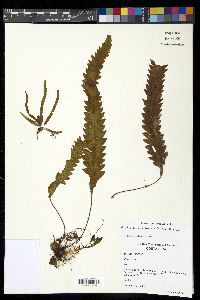 Enterosora trifurcata image