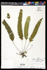 Enterosora trifurcata image