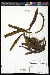 Enterosora trifurcata image