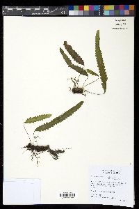 Enterosora trifurcata image