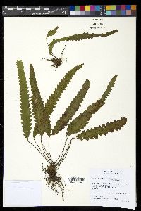Enterosora trifurcata image