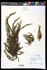 Galactodenia subscabra image