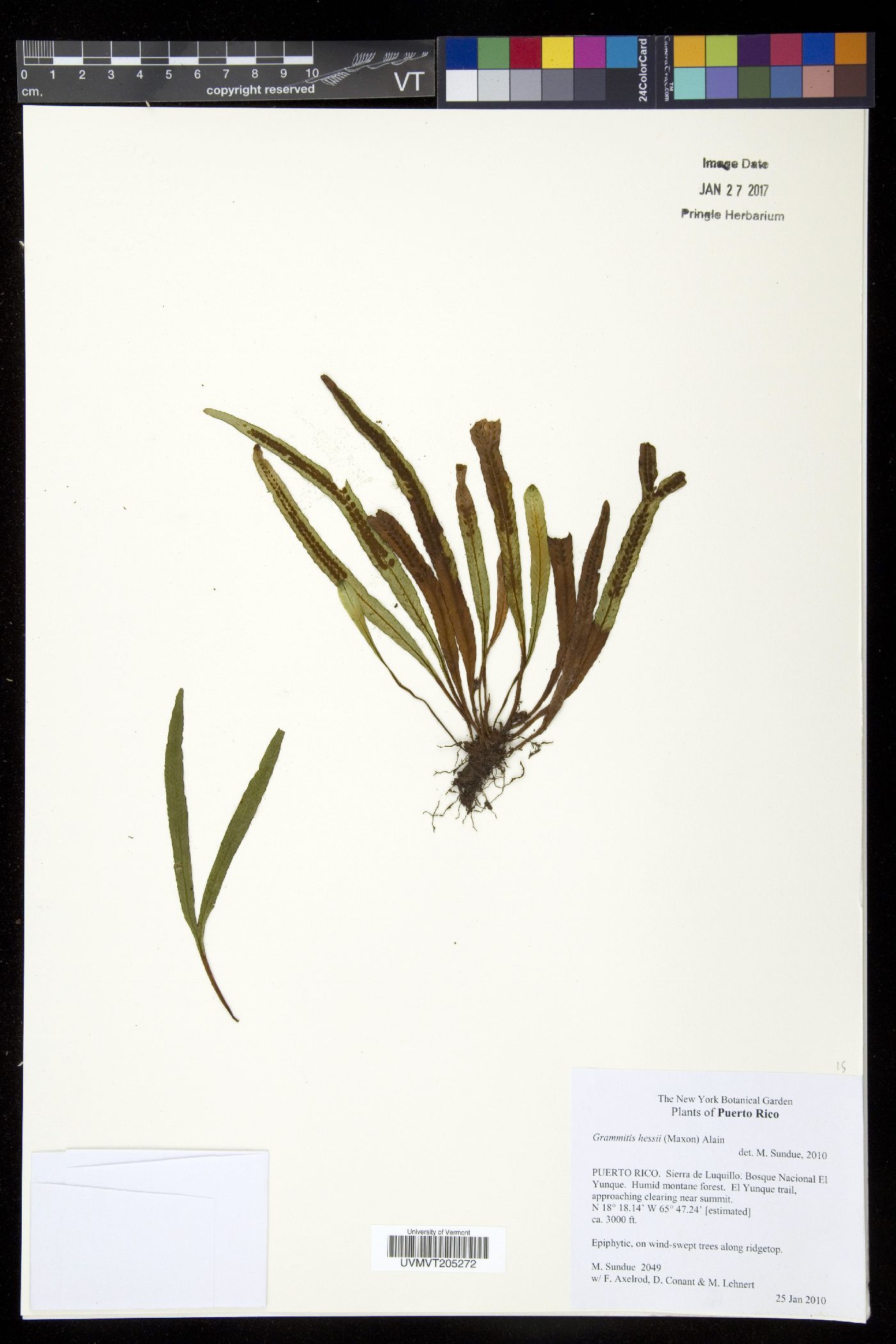 Grammitis hessii image
