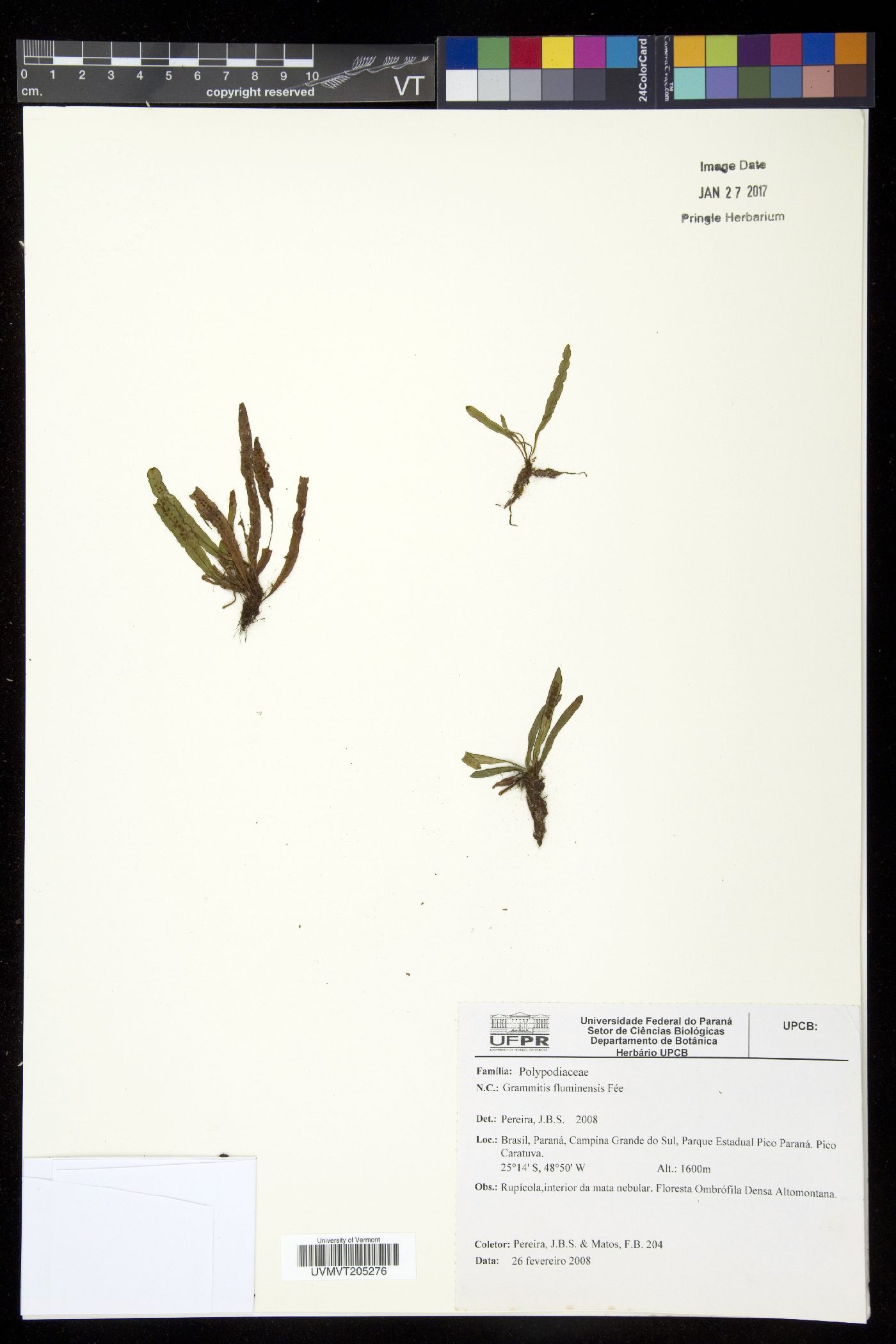 Grammitis limbata image