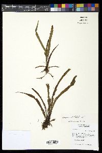 Grammitis limbata image