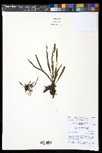 Grammitis limbata image