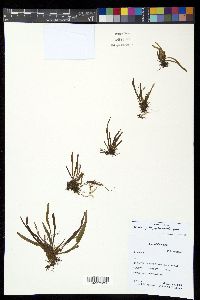 Grammitis bryophila image
