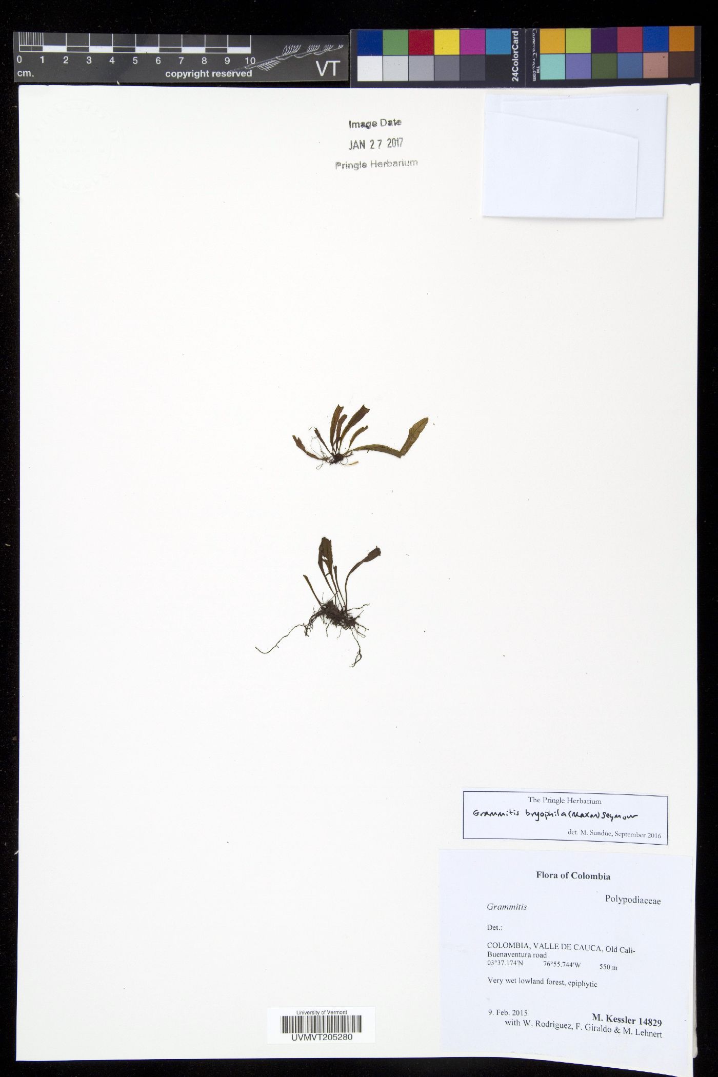 Grammitis bryophila image