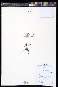 Grammitis bryophila image