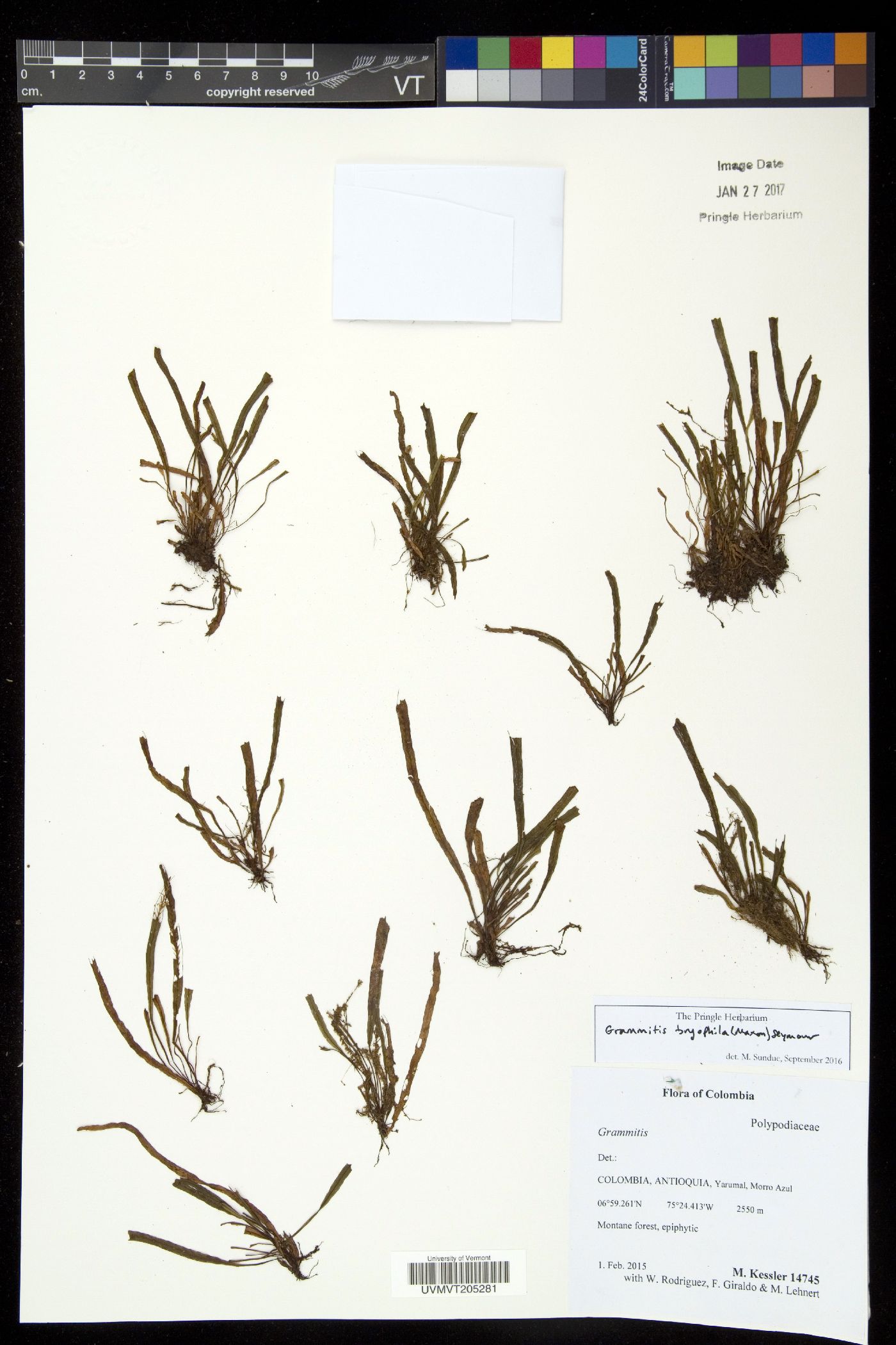 Grammitis bryophila image