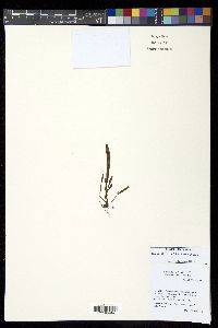 Grammitis bryophila image