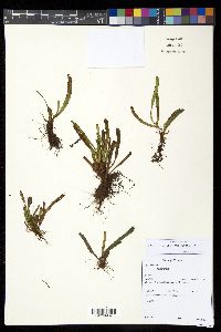 Grammitis bryophila image
