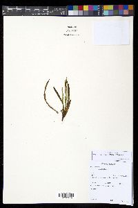 Grammitis bryophila image