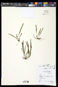Grammitis bryophila image